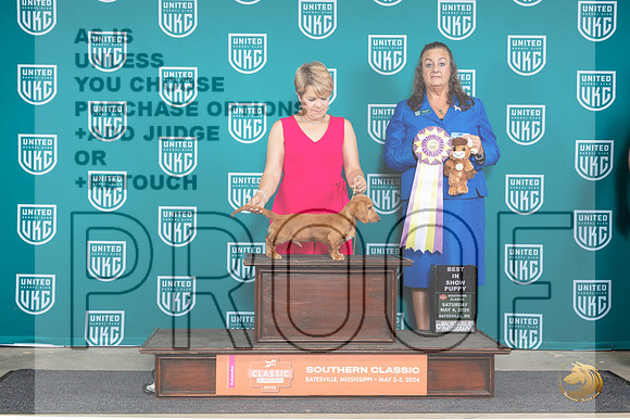 Dachshund Lonnghaired #166 Sat PBIS Judge Valerie Piltz__JP_6540_BatesvilleMS_2024_HR3