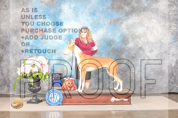 Ibizan Hound #6 SUN BOW NCH Judge Jeffery BazellIbizan Hound #6 SUN BOW NCH Judge Jeffery Bazell_MJ_8022_Houston_2022_HR3_Houston_2022_HR3