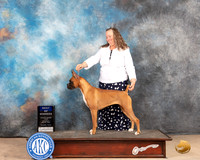 Boxer #10 Sat BOWWB Judge Terri Houston