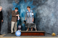 Australian Cattle Dog #7 Fri G4 Judge Charles Olvis