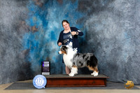 Australian Shepherd #17 Fri WD Judge Dr Carol Moser