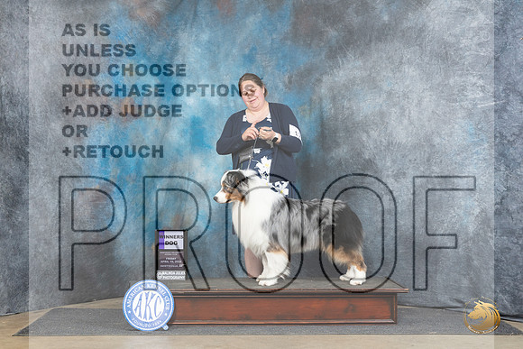 Australian Shepherd #17 Fri WD Judge Dr Carol Moser__JP_3905_Fayetteville2024_HR3