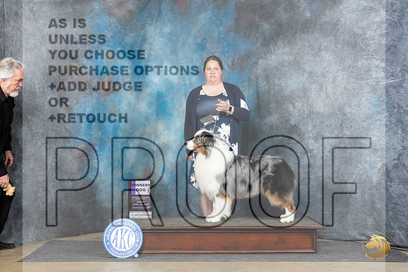 Australian Shepherd #17 Fri WD Judge Dr Carol Moser__JP_3907_Fayetteville2024_HR3