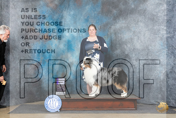 Australian Shepherd #17 Fri WD Judge Dr Carol Moser__JP_3908_Fayetteville2024_HR3