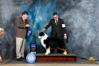 Australian Shepherd #21 Fri G1 Judge Charles Olvis