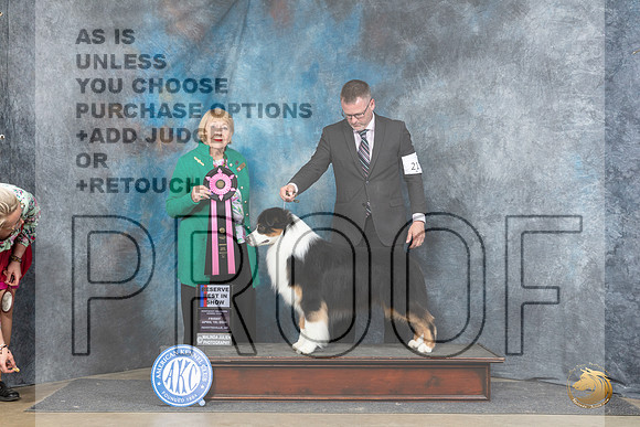 Australian Shepherd #21 Fri RBIS Carol White Moser__JP_4478_Fayetteville2024_HR3