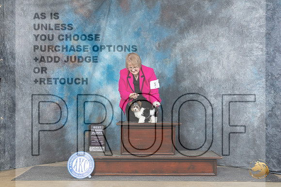 Biewer Terrier #5 Fri BPIS Judge Scott Toney__JP_4088_Fayetteville2024_HR3