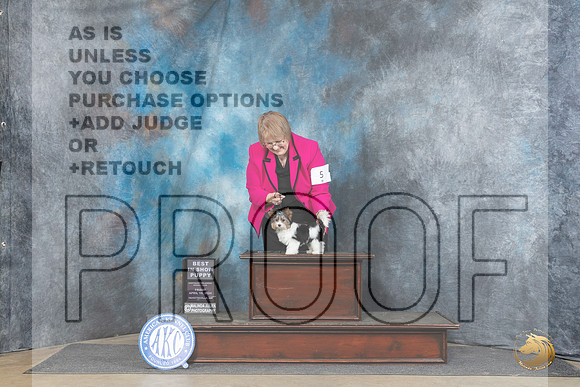Biewer Terrier #5 Fri BPIS Judge Scott Toney__JP_4093_Fayetteville2024_HR3