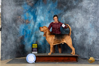 Bloodhound #29 Fri G3 Judge Carol Moser