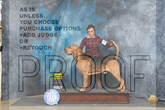 Bloodhound #29 Fri G3 Judge Carol Moser__JP_4258_Fayetteville2024_HR3