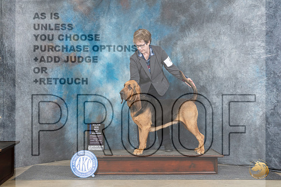Bloodhound #8 Fri WBBOWBOS Judge Linda Hurlebaus__JP_3927_Fayetteville2024_HR3