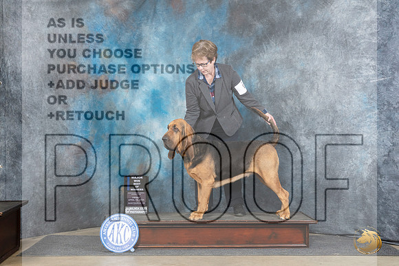 Bloodhound #8 Fri WBBOWBOS Judge Linda Hurlebaus__JP_3929_Fayetteville2024_HR3