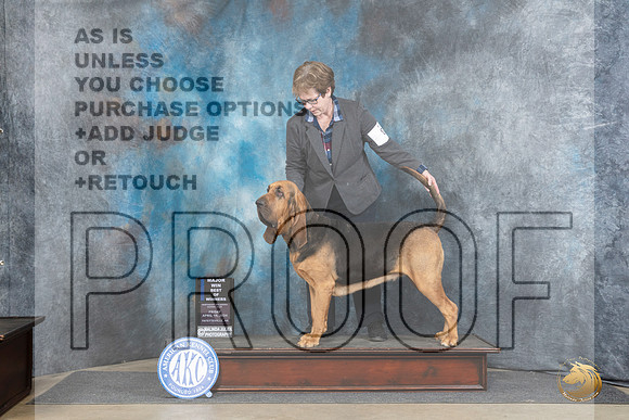 Bloodhound #8 Fri WBBOWBOS Judge Linda Hurlebaus__JP_3930_Fayetteville2024_HR3
