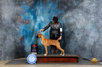 Boxer #19 Fri BOSWDM Judge Elizabeth Muthard