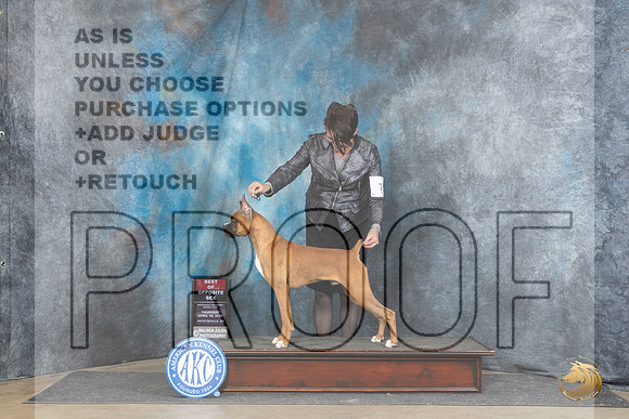 Boxer #19 Fri BOSWDM Judge Elizabeth Muthard__JP_4339_Fayetteville2024_HR3