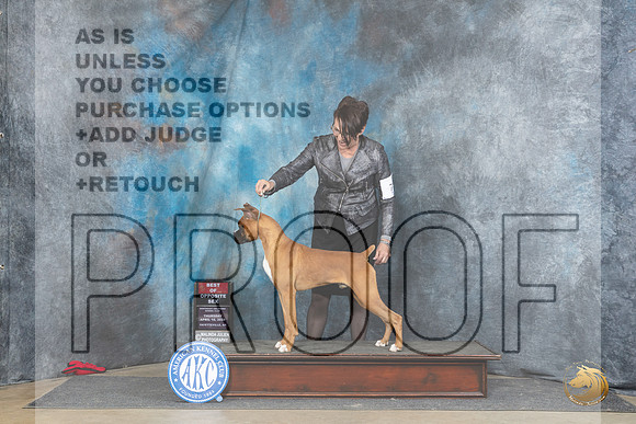 Boxer #19 Fri BOSWDM Judge Elizabeth Muthard__JP_4347_Fayetteville2024_HR3