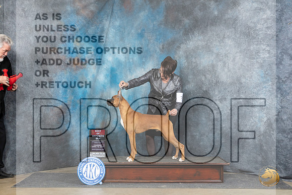 Boxer #19 Fri BOSWDM Judge Elizabeth Muthard__JP_4349_Fayetteville2024_HR3