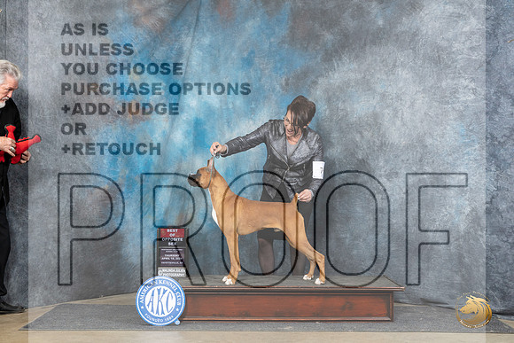 Boxer #19 Fri BOSWDM Judge Elizabeth Muthard__JP_4352_Fayetteville2024_HR3