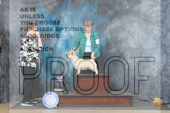 Cairn Terrier #10 Fri WBM Judge Carolyn Herbel__JP_4165_Fayetteville2024_HR3
