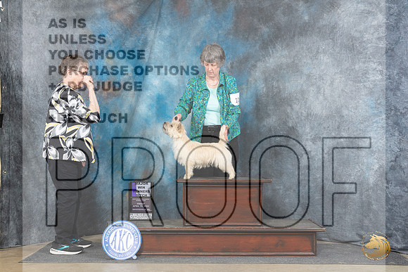Cairn Terrier #10 Fri WBM Judge Carolyn Herbel__JP_4166_Fayetteville2024_HR3
