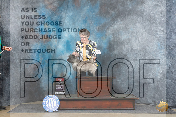 Cairn Terrier #20 Fri BOS Judge Carolyn Herbel__JP_4181_Fayetteville2024_HR3