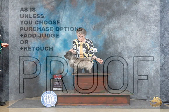 Cairn Terrier #20 Fri BOS Judge Carolyn Herbel__JP_4187_Fayetteville2024_HR3