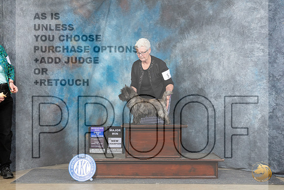 Cairn Terrier #5 Fri WDBOW Judge Carolyn Herbel__JP_4199_Fayetteville2024_HR3