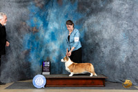 Cardigan Welsh Corgi #24 Fri WBM Judge Carol Moser