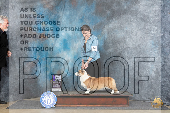Cardigan Welsh Corgi #24 Fri WBM Judge Carol Moser__JP_3959_Fayetteville2024_HR3