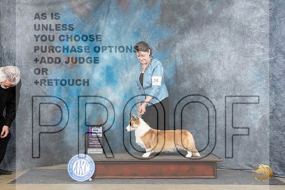 Cardigan Welsh Corgi #24 Fri WBM Judge Carol Moser__JP_3961_Fayetteville2024_HR3