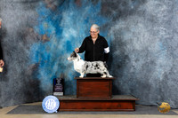 Cardigan Welsh Corgi #5 Fri BOWM Judge Carol Moser