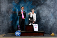 Chinese Crested #8 Fri OHG1 Judge Scott Toney