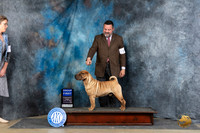 Chinese Shar Pei #7 Fri G1 Judge Carolyn Herbel