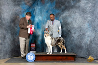 Collie Smooth #14 Fri G2 Judge Charles Olvis