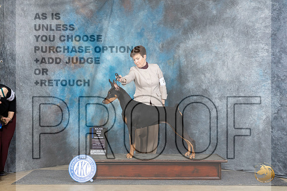 Doberman Pinscher #12 Fri BOWM Judge Elizabeth Muthard__JP_4073_Fayetteville2024_HR3