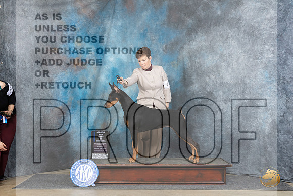 Doberman Pinscher #12 Fri BOWM Judge Elizabeth Muthard__JP_4074_Fayetteville2024_HR3
