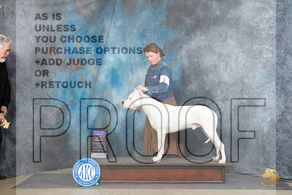 Dogo Argentino #5 Fri BOBOHBOB Judge Carolyn Herbel__JP_4104_Fayetteville2024_HR3