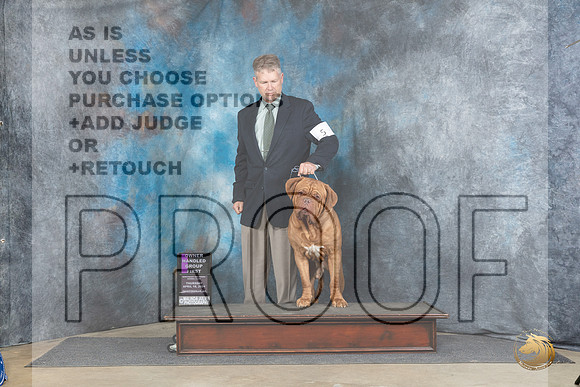 Dogue De Bordeaux #5 Thurs OHG1 Judge Elizabeth Muthard r__JP_3856_Fayetteville2024_HR3