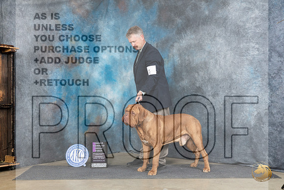 Dogue De Bordeaux #5 Thurs OHG1 Judge Elizabeth Muthard r__JP_3863_Fayetteville2024_HR3