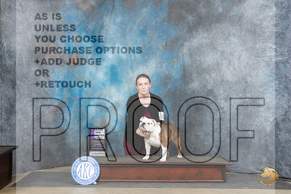English Bulldog #18 Fri WBM Judge Charles Olvis__JP_3922_Fayetteville2024_HR3