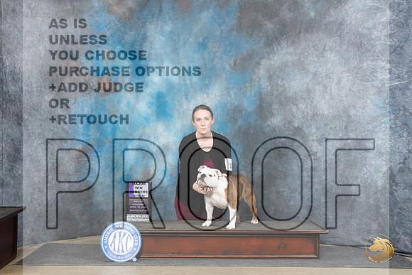 English Bulldog #18 Fri WBM Judge Charles Olvis__JP_3923_Fayetteville2024_HR3