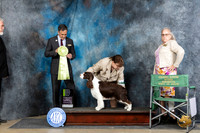 English Springer Spaniel #16  Fri OHRBIS Judge Scott Toney