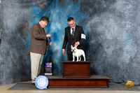 French Bulldog #12 Fri WBBOS Judge Charles Olvis