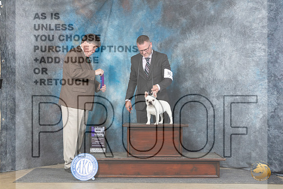 French Bulldog #12 Fri WBBOS Judge Charles Olvis__JP_4176_Fayetteville2024_HR3
