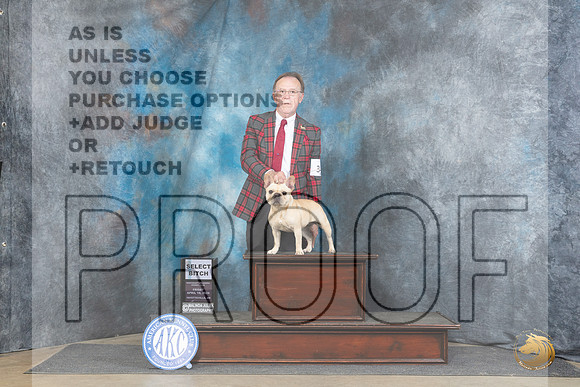 French Bulldog #34 Fri SB JUdge Charles Olvis__JP_4155_Fayetteville2024_HR3