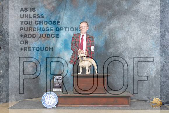 French Bulldog #34 Fri SB JUdge Charles Olvis__JP_4157_Fayetteville2024_HR3