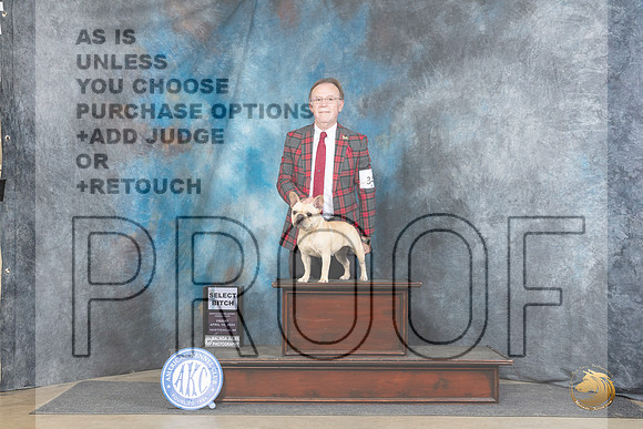 French Bulldog #34 Fri SB JUdge Charles Olvis__JP_4159_Fayetteville2024_HR3