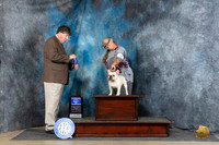 French Bulldog #9 Fri WDBOW Judge Charles Olvis