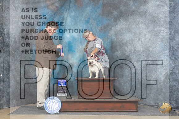 French Bulldog #9 Fri WDBOW Judge Charles Olvis__JP_4142_Fayetteville2024_HR3