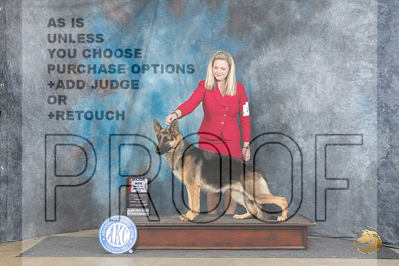 German Shepherd Dog #26 Fri BOS Judge Carol Moser__JP_4012_Fayetteville2024_HR3